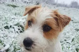 Courageuse chiot Jack Russell Terrier femelle, Cotonou