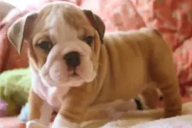 Jolie chiot Bouledogue anglais , Laval
