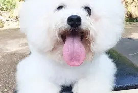 Très adorable Chiot Bichon Frisé femelle, Cotonou