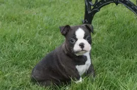 Adorable Chiot Boston Terrier Femelle, Montréal