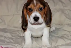 Adorable Chiot Magnifique Beagle Femelle, Montréal
