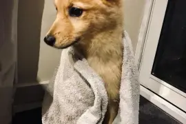 Jolie Chiot Spitz Finlandais., Cotonou
