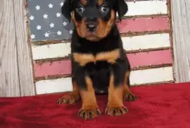 Magnifique Chiot rottweiler Femelle, Bas-Saint-Laurent