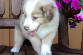 Charmante Chiot Berger Australien Femelle, Montréal
