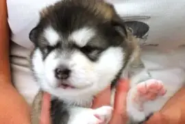 chiot husky admirable femelle, Bas-Saint-Laurent