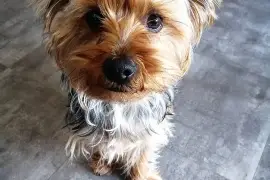 CHIOT MIMI FEMELLE YORKSHIRE, Cotonou