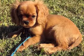 Très belle femelle Cavalier King Charles, Cotonou