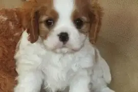 Chiots Cavaliers King Charles, Trois Pistoles