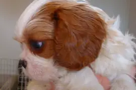 Chiots Cavaliers King Charles, Trois Pistoles