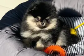 Adorable chiot Spitz nain Poméranien Femelle, Cotonou