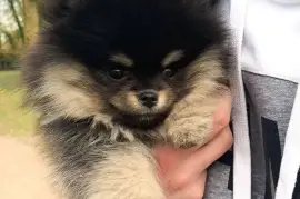 Adorable chiot Spitz nain Poméranien Femelle, Capitale-Nationale