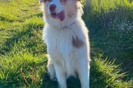 Très belle Chiot Berger Australien Rouge merle Fem, Cotonou