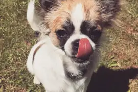 Très belle Chiot Chihuahua femelle de long Poil , Cotonou