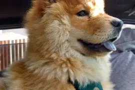 Adorable chiot Chow Chow femelle., Cotonou
