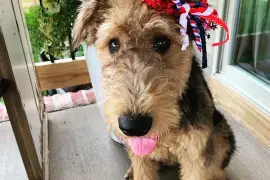 Très intélligente Chiot Airedale femelle de trois , Cotonou