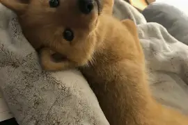 Jolie Chiot Spitz Finlandais., Cotonou