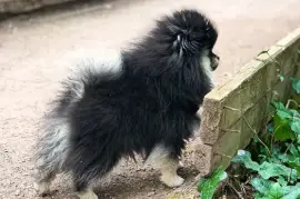 Adorable chiot Spitz nain Poméranien Femelle, Cotonou