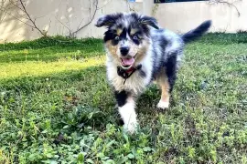 Belle chiot Berger Australien Bleu merle Femelle, Cotonou