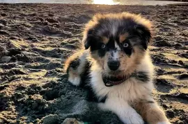 Belle chiot Berger Australien Bleu merle Femelle, Cotonou
