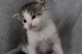 Chaton Maine Coon, Cotonou