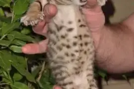 Chaton Bengal, Cotonou