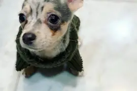 Intelligente Chiot Chihuahua femelle de poil court, Cotonou