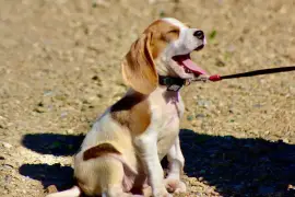 Admirable Chiot Beagle femelle de 3 mois une semai, Cotonou