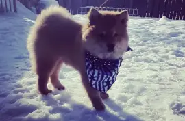 Adorable chiot Chow Chow femelle., Cotonou