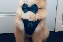 Adorable chiot Chow Chow femelle., Cotonou
