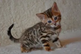 Adorable chaton Bengal mâle, Toronto