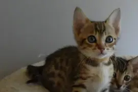 Adorable chaton Bengal mâle, Toronto