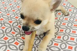 Chiot Chihuahua femelle de poil court, Cotonou