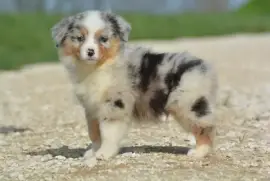 type Berger Australien Femelle, VotrLongueuile ville