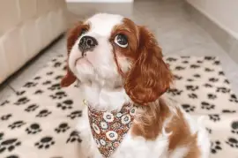 Chiot femelle Cavalier King Blenheim, Cotonou