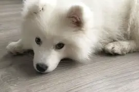 Chiot Spitz Japonais., Cotonou