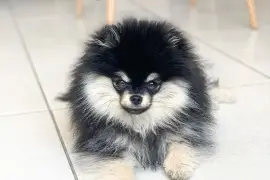 Adorable chiot Spitz nain Poméranien Femelle, Cotonou
