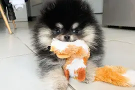 Adorable chiot Spitz nain Poméranien Femelle, Cotonou