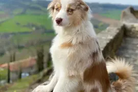 Très belle Chiot Berger Australien Rouge merle Fem, Cotonou