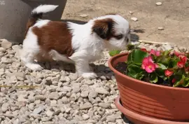 Chiots SHIH TZU Femelle, Notre-Dame-de-l’Ile Perrot (Qué) 