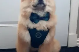 Adorable chiot Chow Chow femelle., Cotonou