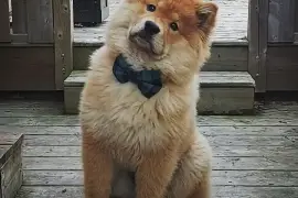Adorable chiot Chow Chow femelle., Cotonou