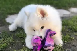 Belle chiot Samoyède femelle de 3 mois deux semain, Cotonou