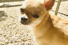 Intelligente Chiot Chihuahua femelle de poil court, Cotonou