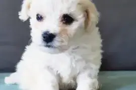 Chiot bichon maltais non lof a ceder, Beauharnois