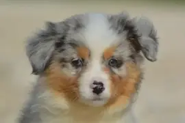 type Berger Australien Femelle, Mistissini