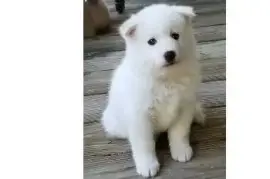 	Chiots husky de sibérie , Clermont