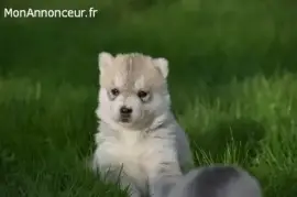 	Chiots husky de sibérie , Clermont