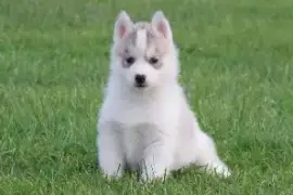 Chiots husky de sibérie, Quebec City
