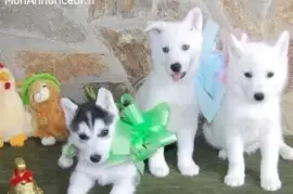 Chiots husky de sibérie, Quebec City