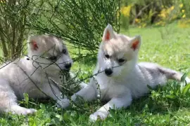 Chiots husky de sibérie, Montreal